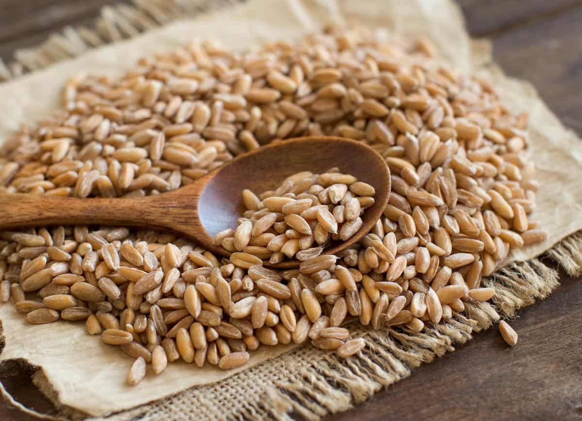 farro on burlap with wooden spoon